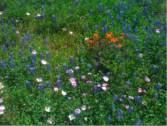 Wildflower Center Wildflower Center