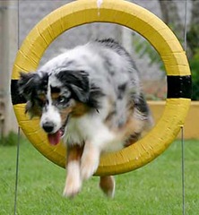 agility agility