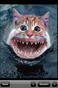 CatShark