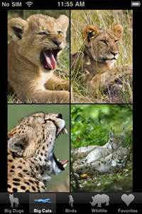 bigcats bigcats
