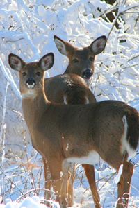 iPhone animal wallpapers app iPhone animal wallpapers app