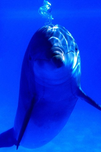 Animal Wallpapers Animal Wallpapers