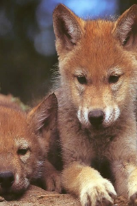 Animal Wallpapers for iPhone Animal Wallpapers for iPhone