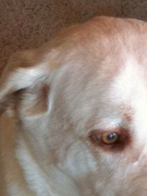Snapture for iPhone