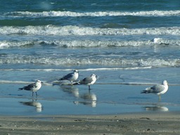 GullsOnBeach GullsOnBeach