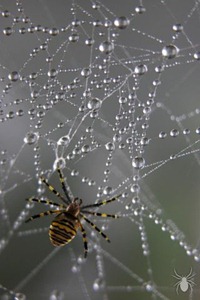 Spider Spider