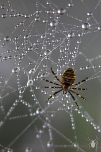 Spider app for iPhone Spider app for iPhone