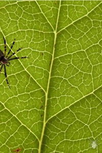 Spider3 Spider3