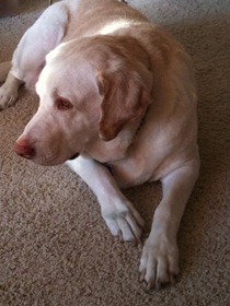 Snapture camera app for iPhone