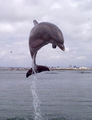 dolphin_jump_iso dolphin_jump_iso