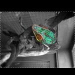 snapshot-1258045103.229409