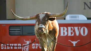 bevo bevo