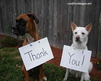 thankyouDogs thankyouDogs